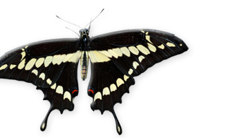 Many of the most popular gift items at The Butterfly Place are also available online.