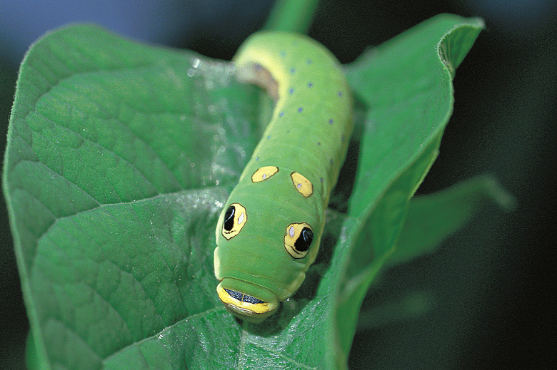Spicebush Caterpillar